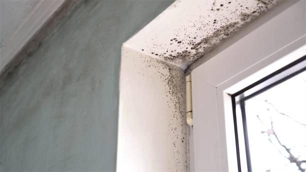 Best Industrial Mold Remediation  in Arlington Heights, WA