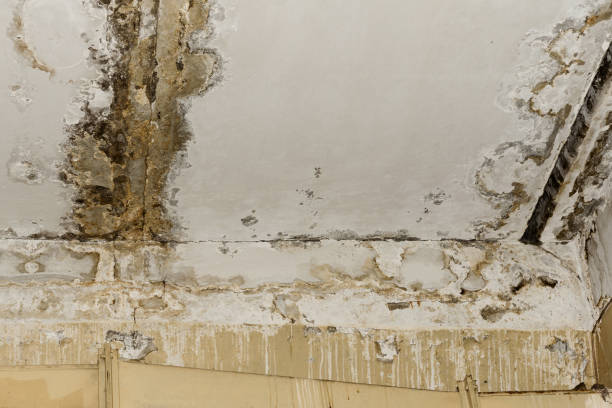 Best Real Estate Mold Inspection  in Arlington Heights, WA