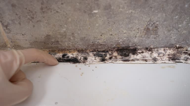 Mold Documentation for Insurance Claims in Arlington Heights, WA