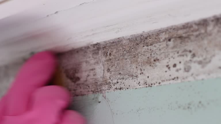 Best Commercial Mold Inspection  in Arlington Heights, WA